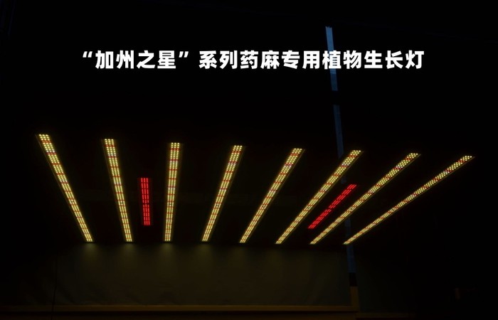 加州之星系列药麻专用LED植物生长灯